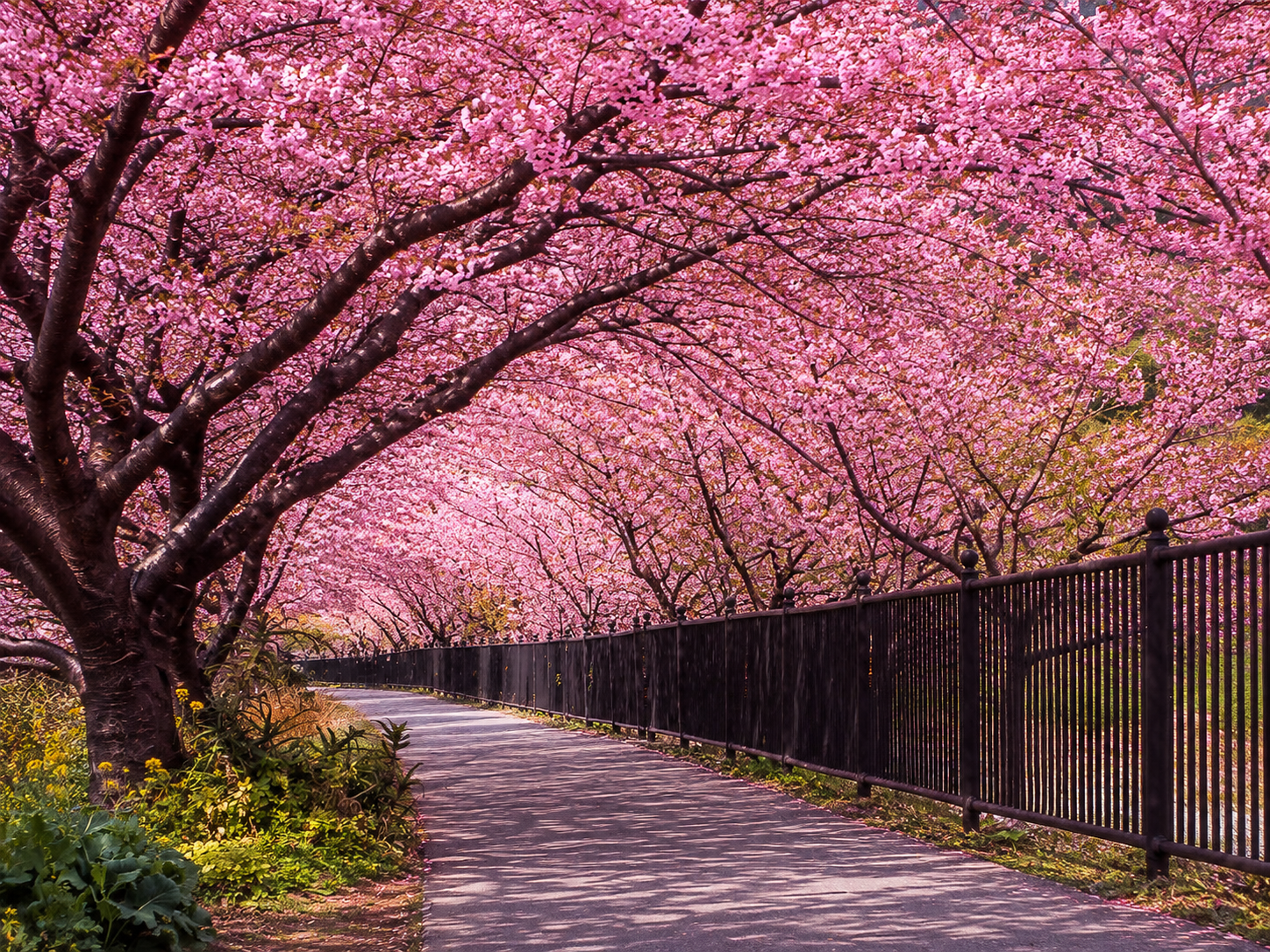 河津櫻隧道